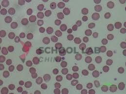 Prepared Microscope Slide - Human Blood Smear